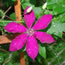 Clematis hybrida Ruutel